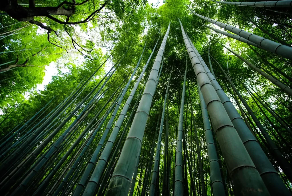 Transparent bamboo film boosts solar cell efficiency by 28.5%